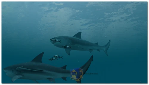 Sharks 3D Screensaver - Screenshot