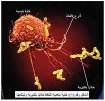 Microbes and Martyrs dignity booklet in Arabic